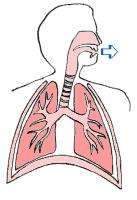 初冬养护，“肺”常重要！