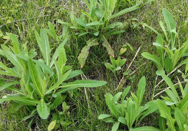 野菜正当时，食用需谨慎