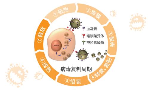 流行性感冒吃什么抗病毒的藥？