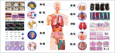 吳以嶺院士首次構(gòu)建氣絡學說精氣神理論并指導抗衰老 研究取得重大突破